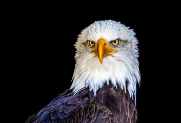 Bald Eagle Portrait