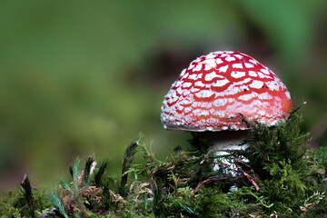 Red toadstool, poisonous mushroom, young, Amanita muscaria