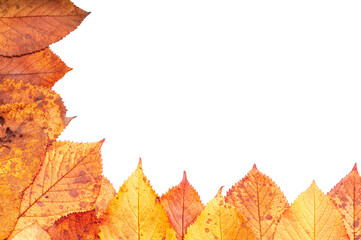 Colorful autumn leaves as a frame white background, isolated, copypace