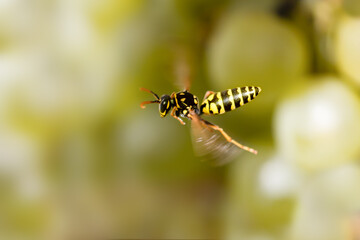 Close up of flying paper wasp against green blurred background, polistes dominula