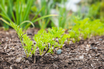 Carrot rows in garden early morings. Selective focus on front with abstract and defocused young green carrot seedlings and green onions. - obrazy, fototapety, plakaty