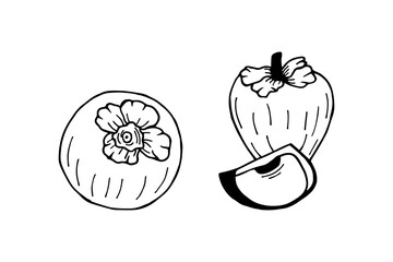 Persimmon, slices. Vector stock illustration eps10. Outline, isolate on white background. Hand drawn.