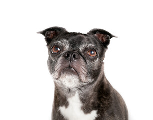 Isolated senior dog portrait, front view. Head shot of cute black and white dog with big brown...