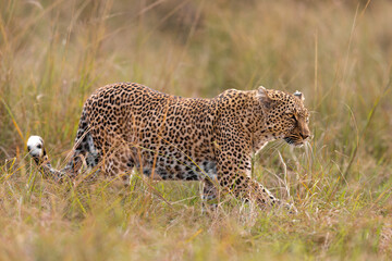 leopard in the grass in Masai Mara Kenya