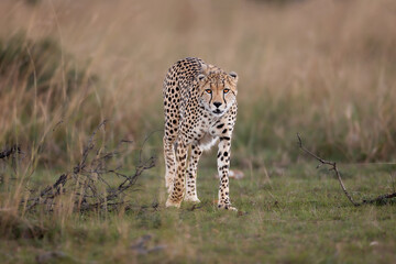 black and white photo of Cheetah walking and looking into the camera in Masai Mara Kenya