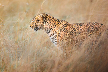 close up of leopard in Masai Mara Kenya 