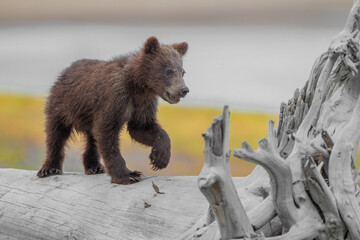 brown bear cub © David