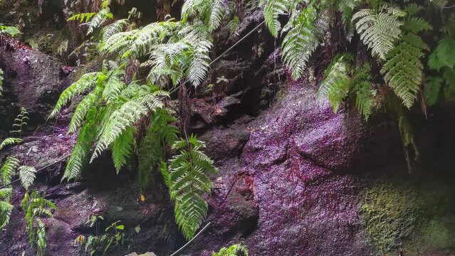 Los Tilos Forest on the island of La Palma, a place of indescribable beauty