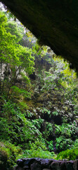 Fototapeta premium Los Tilos Forest on the island of La Palma, a place of indescribable beauty