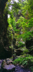 Fototapeta na wymiar Los Tilos Forest on the island of La Palma, a place of indescribable beauty