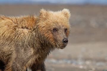 Fototapeta premium brown bear cub