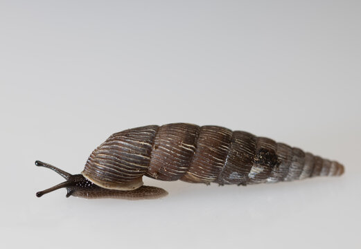 Door snail with cone-shaped shell isolated light background, Clausilia