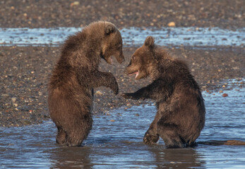 grizzly bear cubs playing © David