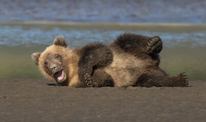 grizzly bear cub on the beach © David