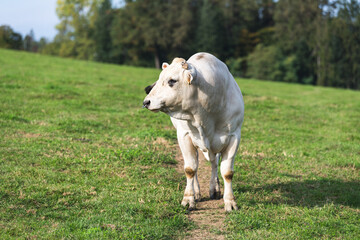 Obraz na płótnie Canvas The Chianina a Italian breed of cattle 