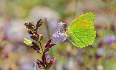  Gonepteryx cleopatra   892