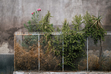 pink flower growing behind a metallic fence