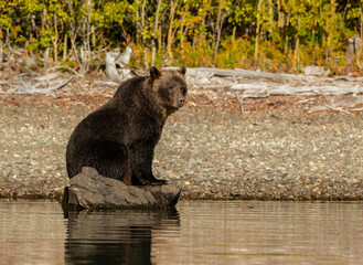 brown bear sitting on a rock