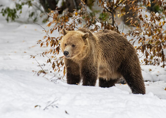 Obraz premium brown bear in the snow