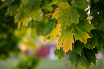 Fototapeta na wymiar maple leaves background