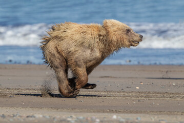 brown bear cub © David