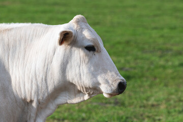 The Chianina a Italian breed of cattle 