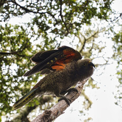 Kea, Aspiring National Park, New Zealand