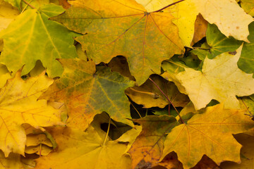 autumn maple leaves