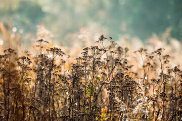 jesienne trawy łąka © Colorful Soul