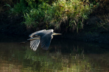 czapla siwa w locie nad rzeką