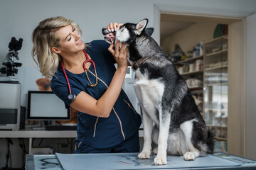 Portrait of professional doctor woman vetting siberian husky dog in hospital.