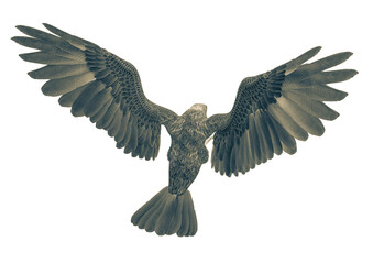 Fototapeta premium deepsea eagle attacking on white background top rear view