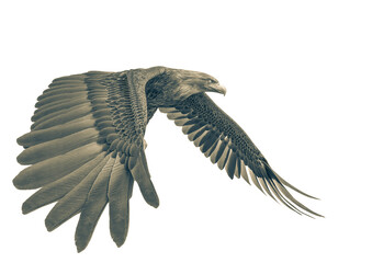 deepsea eagle looking around on white background