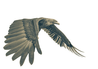 deepsea eagle looking down on white background