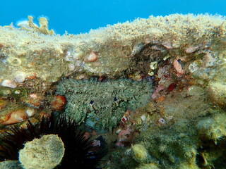 Common octopus (Octopus vulgaris) undersea, Aegean Sea, Greece, Halkidiki
