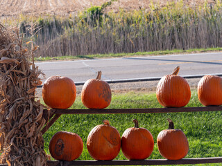 pumpkins for sale 