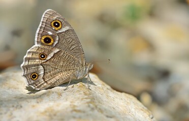 Hipparchia parisatis 867