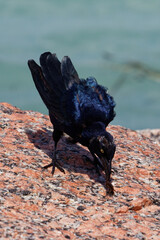 black raven on the beach
