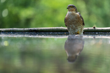 Eurasian sparrow hawk (Accipiter nisus)