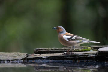 Common chaffinch (Fringilla coelebs)