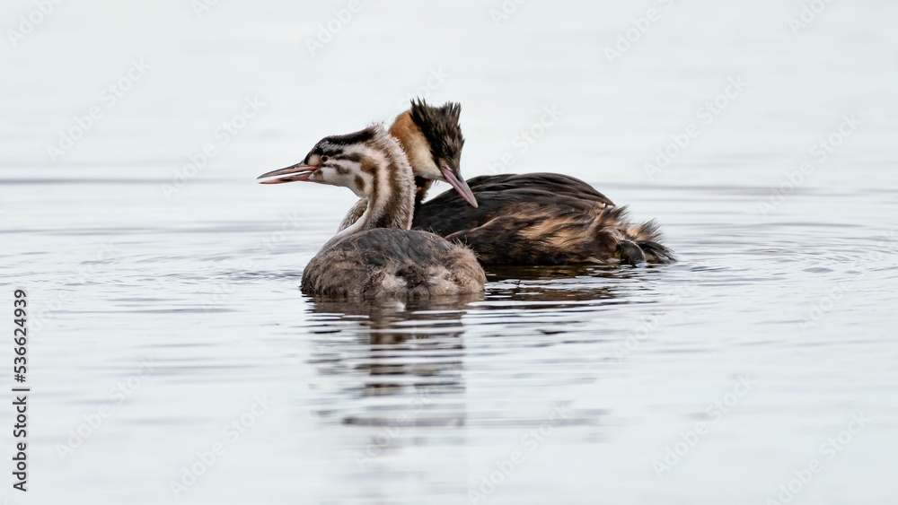 Canvas Prints Shallow focus shot of a great crested grebes swimming in the water