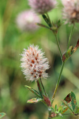 Hares foot clover flower in close up