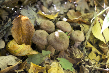 mushrooms in the forest