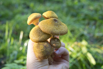 mushrooms in the forest