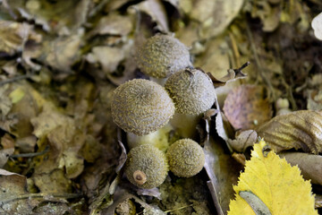 mushrooms in the forest