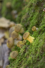 mushrooms in the forest