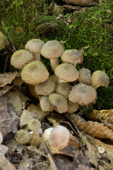 mushrooms in the forest