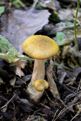 mushroom in the forest