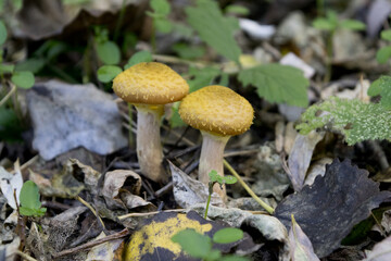 mushrooms in the forest