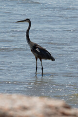 great blue heron
